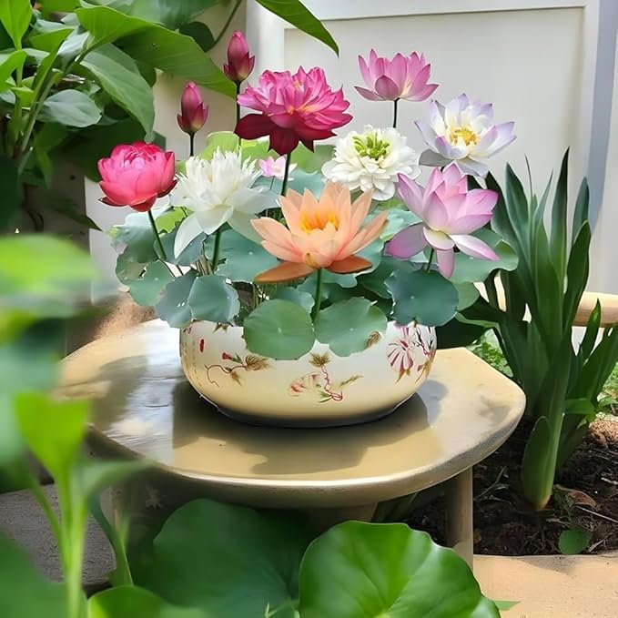 Japanese Bonsai Multicolor Bowl Lotus Seeds (7 Days Germination) with Free Growth Ring
