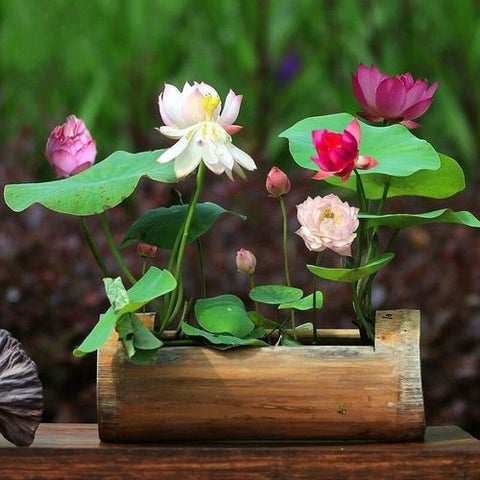Japanese Bonsai Multicolor Bowl Lotus Seeds (7 Days Germination) with Free Growth Ring