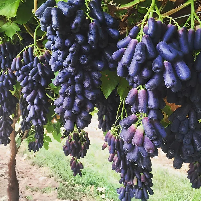 🔥Last Day 50% OFF 🍇 High-Quaility Sapphire Grapes Seeds🍇✨ 98% Germination（High Yield）🌱BUY 1 GET 1 FREE! 🌱🌿