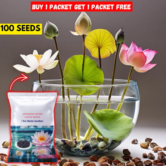 Japanese Bonsai Multicolor Bowl Lotus Seeds (7 Days Germination) with Free Growth Ring