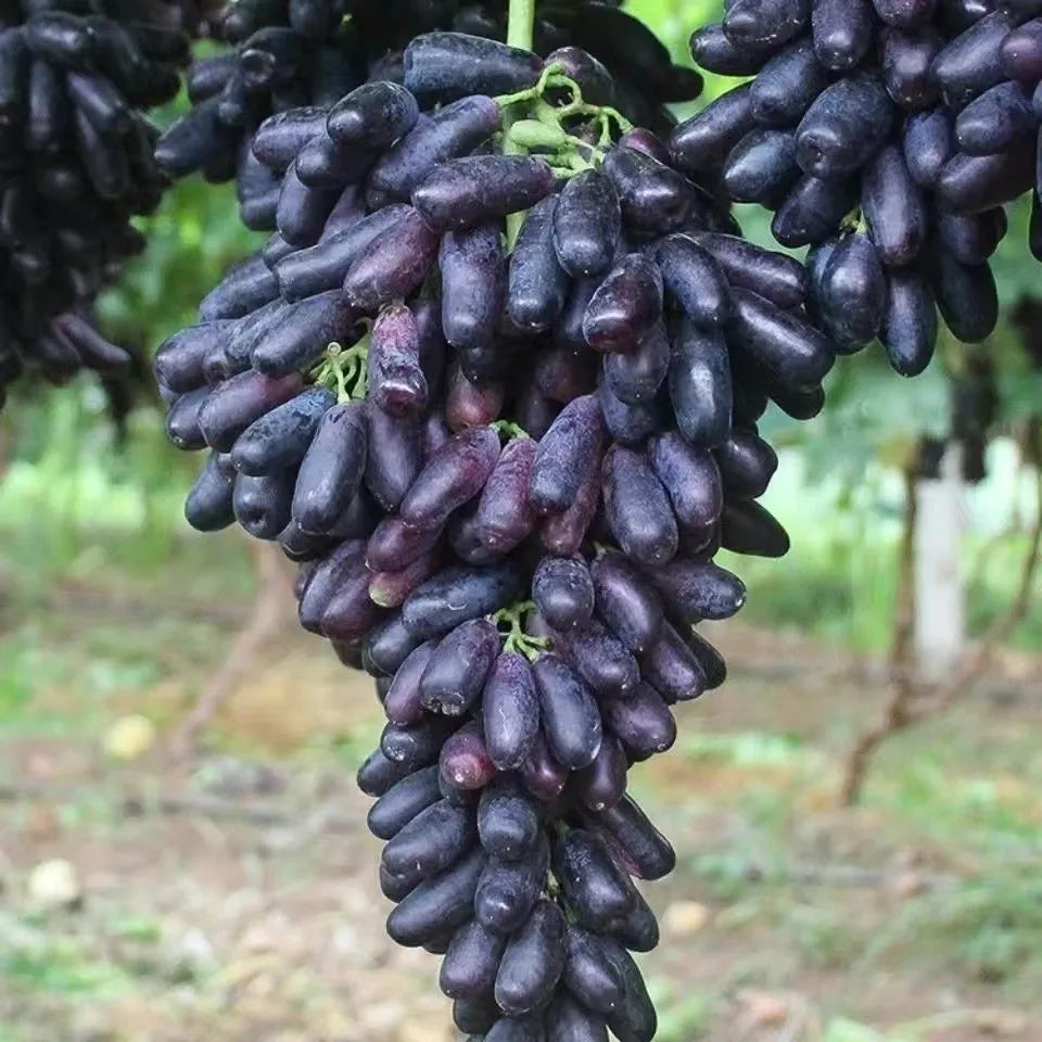 🔥Last Day 50% OFF 🍇 High-Quaility Sapphire Grapes Seeds🍇✨ 98% Germination（High Yield）🌱BUY 1 GET 1 FREE! 🌱🌿