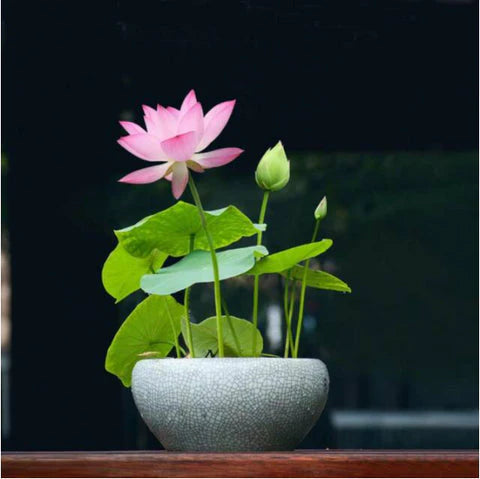 Japanese Bonsai Multicolor Bowl Lotus Seeds (7 Days Germination) with Free Growth Ring