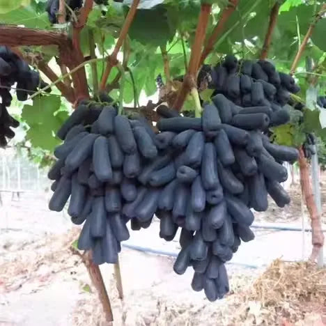 🔥Last Day 50% OFF 🍇 High-Quaility Sapphire Grapes Seeds🍇✨ 98% Germination（High Yield）🌱BUY 1 GET 1 FREE! 🌱🌿