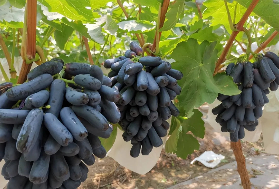 🔥Last Day 50% OFF 🍇 High-Quaility Sapphire Grapes Seeds🍇✨ 98% Germination（High Yield）🌱BUY 1 GET 1 FREE! 🌱🌿