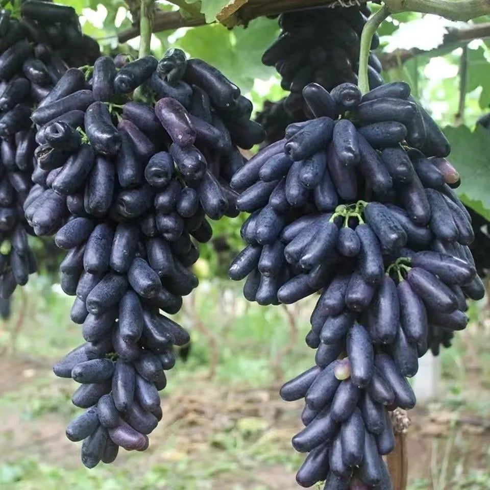 🔥Last Day 50% OFF 🍇 High-Quaility Sapphire Grapes Seeds🍇✨ 98% Germination（High Yield）🌱BUY 1 GET 1 FREE! 🌱🌿
